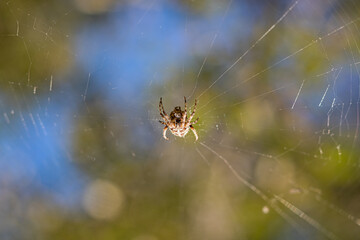 spider on web. spider in the center of the web on a background of sky. spider on the web