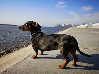 Daccen dog on a deserted promenade