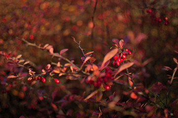 Kolory jerzębiny i berberysa późną jesienią. Krzewy w kolorach winach. - obrazy, fototapety, plakaty