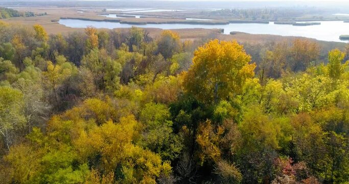 Scenic aerial view of autumn yellow-red forest on the river bank