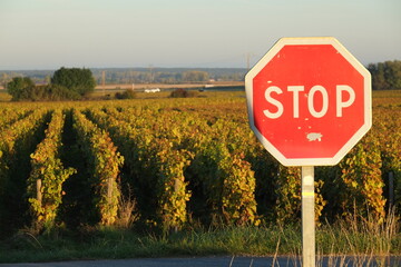 The vineyards at Meursault during autumn. The 19th october 2021, Burgundy region, France.