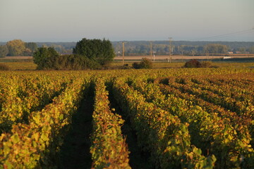 Fototapeta na wymiar The vineyards at Meursault during autumn. The 19th october 2021, Burgundy region, France.