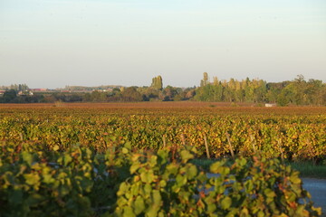 Fototapeta na wymiar The vineyards at Meursault during autumn. The 19th october 2021, Burgundy region, France.