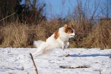 beautiful brown and white mixed dog is running on a field in the snow
