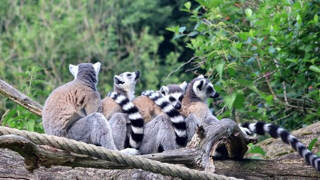 Lemur Cattas In A Group Together on felled tree

