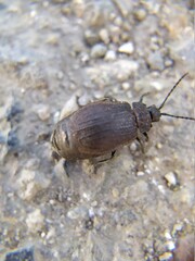 stag beetle on the ground
