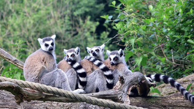 Lemur Cattas In A Group Together on felled tree
