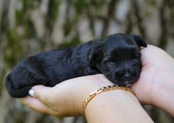 The little black puppy lies in the palms.