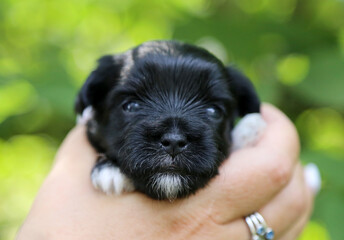 The little black puppy lies in the palms.
