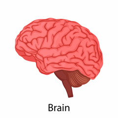 Human Brain isolated on white background, Internal organ. vector illustration in detailed flat design. Internal organ brain icon, medical poster concept, infographic element.