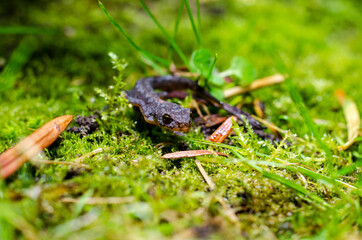 Alpine newt (Ichthyosaura alpestris) is a species of newt native to continental Europe and introduced to Great Britain and New Zealand.