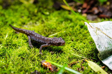 Alpine newt (Ichthyosaura alpestris) is a species of newt native to continental Europe and introduced to Great Britain and New Zealand.