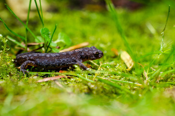 Alpine newt (Ichthyosaura alpestris) is a species of newt native to continental Europe and introduced to Great Britain and New Zealand.