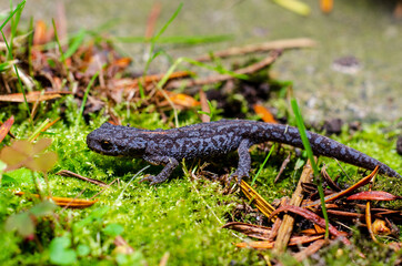 Alpine newt (Ichthyosaura alpestris) is a species of newt native to continental Europe and introduced to Great Britain and New Zealand.