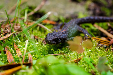 Alpine newt (Ichthyosaura alpestris) is a species of newt native to continental Europe and introduced to Great Britain and New Zealand.