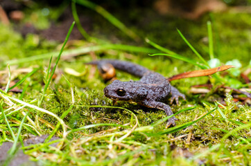 Alpine newt (Ichthyosaura alpestris) is a species of newt native to continental Europe and introduced to Great Britain and New Zealand.