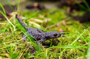 Alpine newt (Ichthyosaura alpestris) is a species of newt native to continental Europe and introduced to Great Britain and New Zealand.