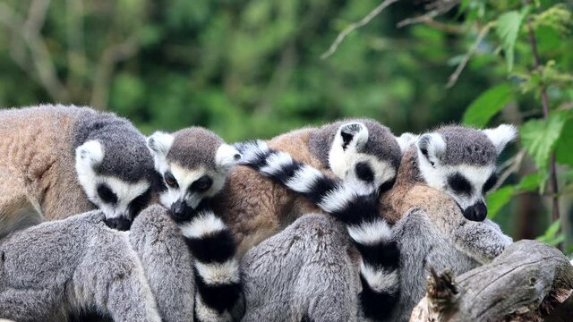 lemur cattas cuddling close up
