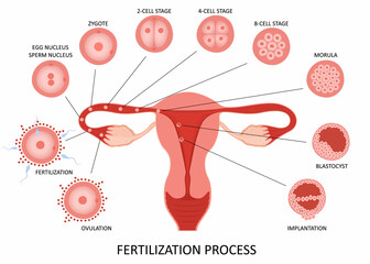 Female reproductive system ovulation and fertilization process stages on white background, flat vector illustration