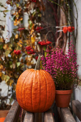 orange beautiful pumpkin on a background of autumn leaves on the street on a wooden stand. next to a small clay pot with heather