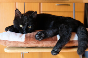 Fototapeta na wymiar Black cat sitting on a home chair