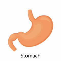 Fototapeta premium Stomach icon. Human internal organs symbol. Digestive system anatomy. Vector illustration in flat style isolated on white background