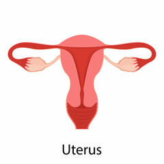 Female reproductive system, female reproductive organs. Organs location scheme uterus, cervix, ovary, fallopian tube icon. Human anatomy Vector illustration.