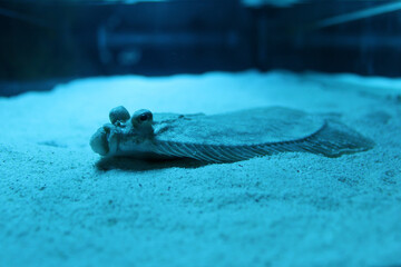 flounder underwater lies on the sand
