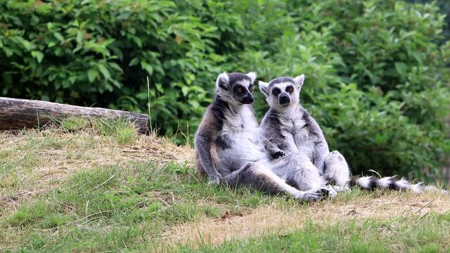 two lemur cattas sitting on grass
