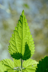 green nettle leaves close up. green leaf close up. macro nettles. wild nature
