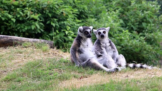 two lemur cattas sitting on grass
