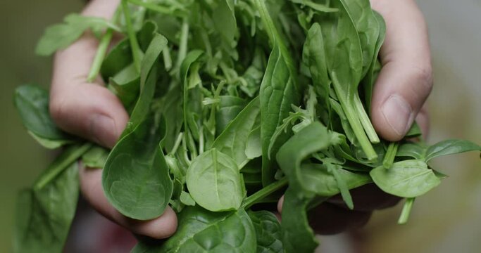 Hands Showing a Pile of Spinach and Rucola on a Green Background 

