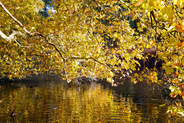 Fototapeta premium autumn leaves on the water