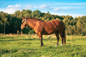 horse in the meadow. Agriculture. the horse grazes on a leash. horse on a leash. horse in the middle of the field. chestnut horse on a green meadow.