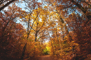 Wide angle upwards shot in a forest, magnificent view to the colorful canopy with autumn foliage colors and blue sky, square format