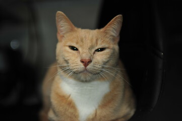 The imperturbable red cat lies and falls asleep