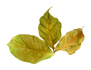 Leaves of coffee plant isolated on white background