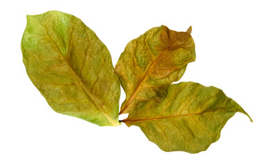 Leaves of coffee plant isolated on white background