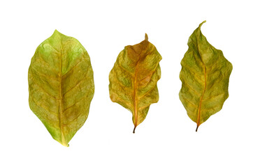 Leaves of coffee plant isolated on white background