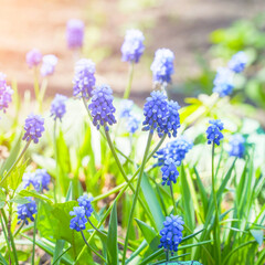 Beautiful blue flowers of muscari in the sunlight. Viper onion or Mouse hyacinth. Selective focus