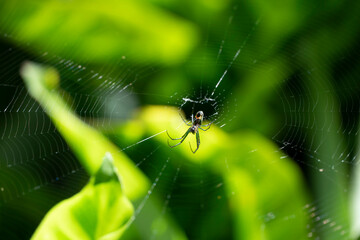 Araneus es un género de arañas araneomorfas de la familia Araneidae que incluye la araña de jardín europea y la araña de granero. Tienen una distribución mundial, salvo los polos.