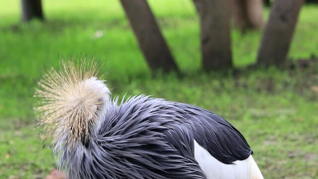 bird Black Crowned Crane (Balearica Pavonina)

