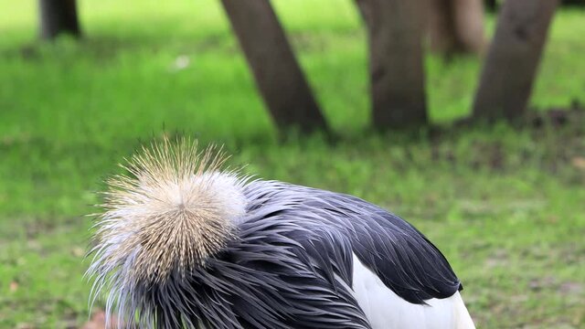 bird Black Crowned Crane (Balearica Pavonina)
