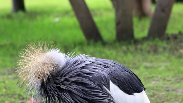 bird Black Crowned Crane (Balearica Pavonina)
