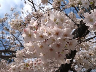 cherry blossom in spring