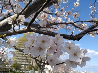 cherry blossom in spring