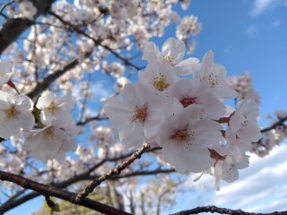 Obraz premium cherry branch