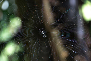 Araneus es un género de arañas araneomorfas de la familia Araneidae que incluye la araña de...