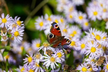 European peacock butterfly (Aglais io) sitting on Spanish Daisy in Zurich, Switzerland