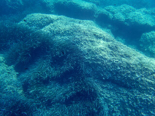 Fondale marino Capo Milazzo 1242